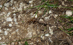 Dolichopoda geniculata