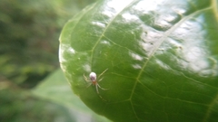 Theridion zonulatum