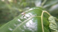 Theridion zonulatum