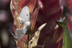 Penicillifera apicalis