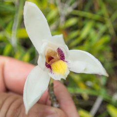 Bromheadia finlaysoniana