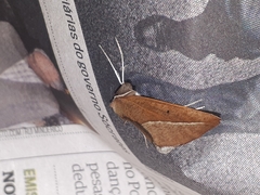 Compsoptera opacaria