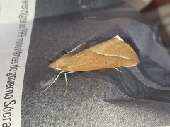 Compsoptera opacaria