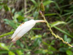 Bromheadia finlaysoniana