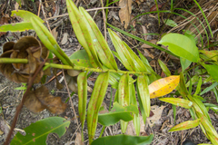 Bromheadia finlaysoniana