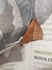 Compsoptera opacaria