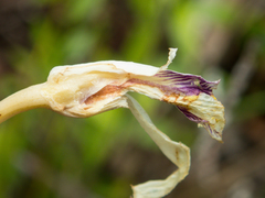 Bromheadia finlaysoniana