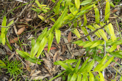 Bromheadia finlaysoniana