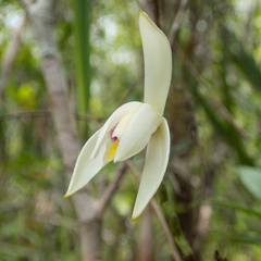 Bromheadia finlaysoniana