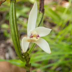 Bromheadia finlaysoniana