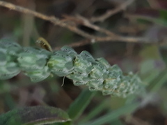 Rostellularia quinqueangularis