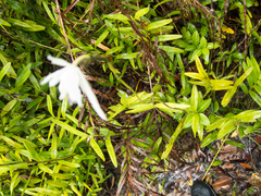 Bromheadia finlaysoniana