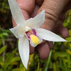 Bromheadia finlaysoniana