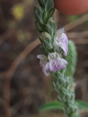 Rostellularia quinqueangularis