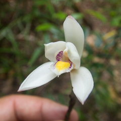 Bromheadia finlaysoniana