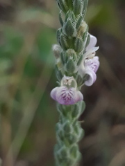 Rostellularia quinqueangularis