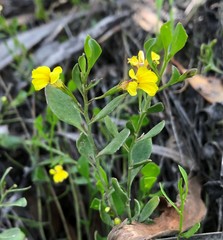 Goodenia varia