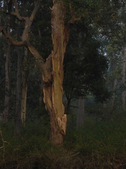 Lagerstroemia microcarpa