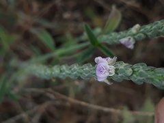 Rostellularia quinqueangularis