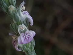 Rostellularia quinqueangularis