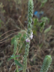 Rostellularia quinqueangularis