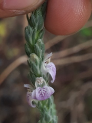 Rostellularia quinqueangularis