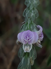 Rostellularia quinqueangularis