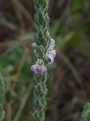 Rostellularia quinqueangularis