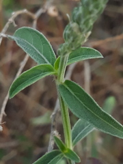 Rostellularia quinqueangularis