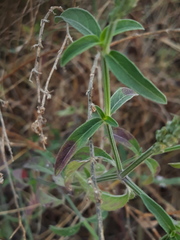 Rostellularia quinqueangularis