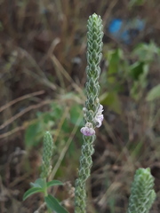 Rostellularia quinqueangularis