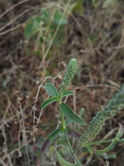 Rostellularia quinqueangularis