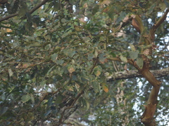 Lagerstroemia microcarpa