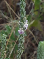 Rostellularia quinqueangularis