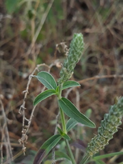 Rostellularia quinqueangularis