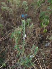 Rostellularia quinqueangularis