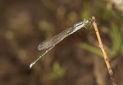 Austrolestes aridus
