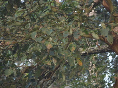 Lagerstroemia microcarpa