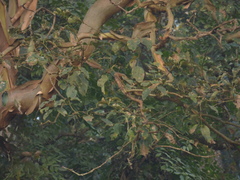 Lagerstroemia microcarpa