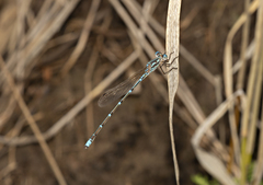 Austrolestes aridus