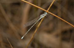 Austrolestes aridus