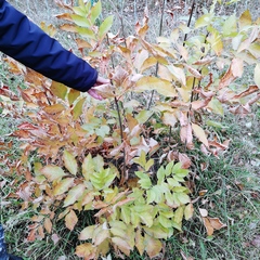 Fraxinus pennsylvanica