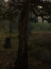 Lagerstroemia microcarpa