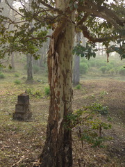 Lagerstroemia microcarpa