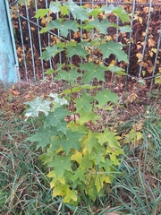 Acer platanoides