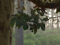 Lagerstroemia microcarpa
