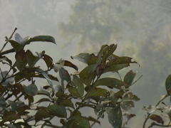 Lagerstroemia microcarpa