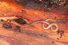 Geophilus carpophagus