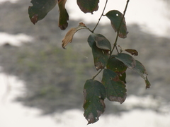 Lagerstroemia microcarpa