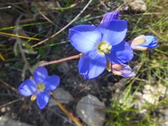 Heliophila linearis linearis